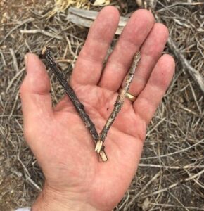 A Broken Twig and Our Broken World Image